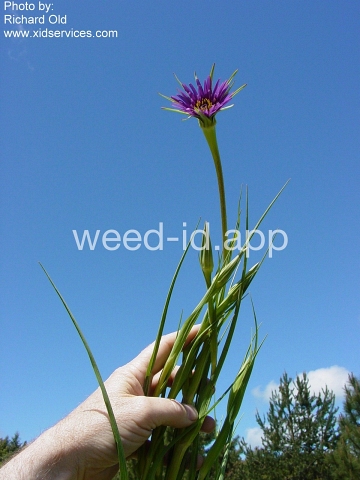 salsify, common